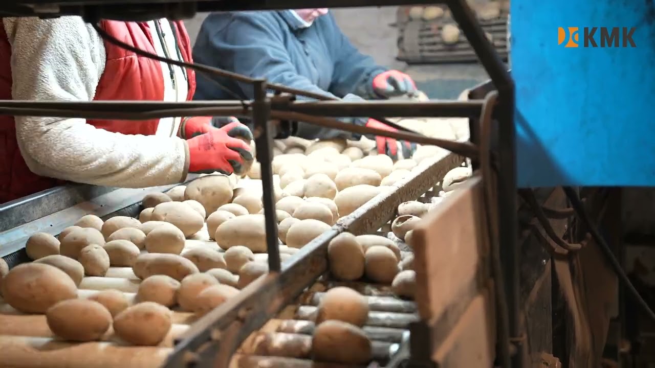 KMK - Linia do sortowania i pakowania ziemniaków | Potato sorting & packing line 🥔