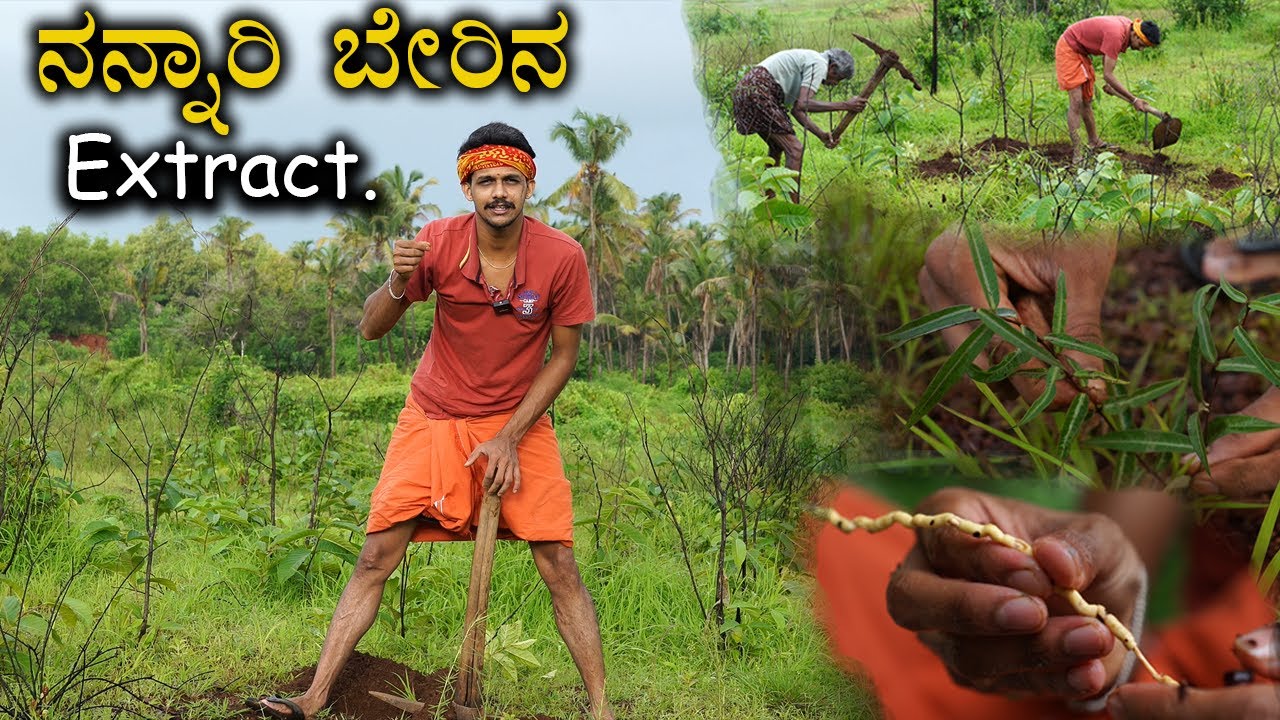Nannali root extract and Kashaya | ನನ್ನಾರಿ ಬೇರಿನ ಸತ್ವ ಶೇಖರಣೆ | Blood purifier | ಸೊಗದೇ ಬೇರು