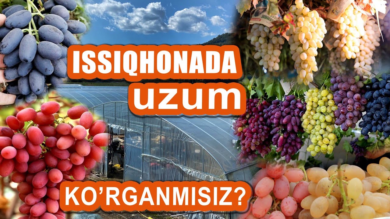 ISSIQXONADA UZUM PISHGANINI KO'RGANMISIZ? #BIZNES