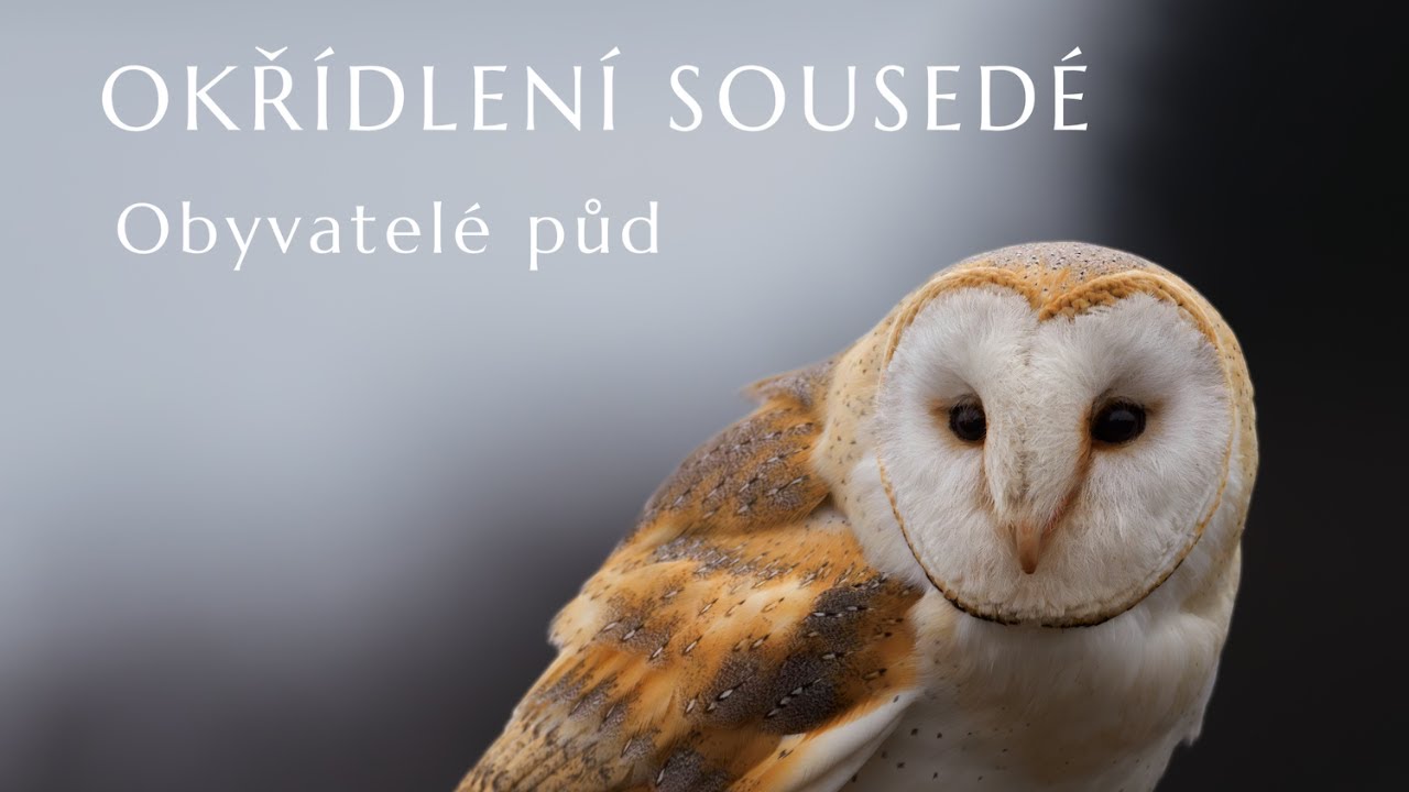 Okřídlení sousedé: Obyvatelé půd