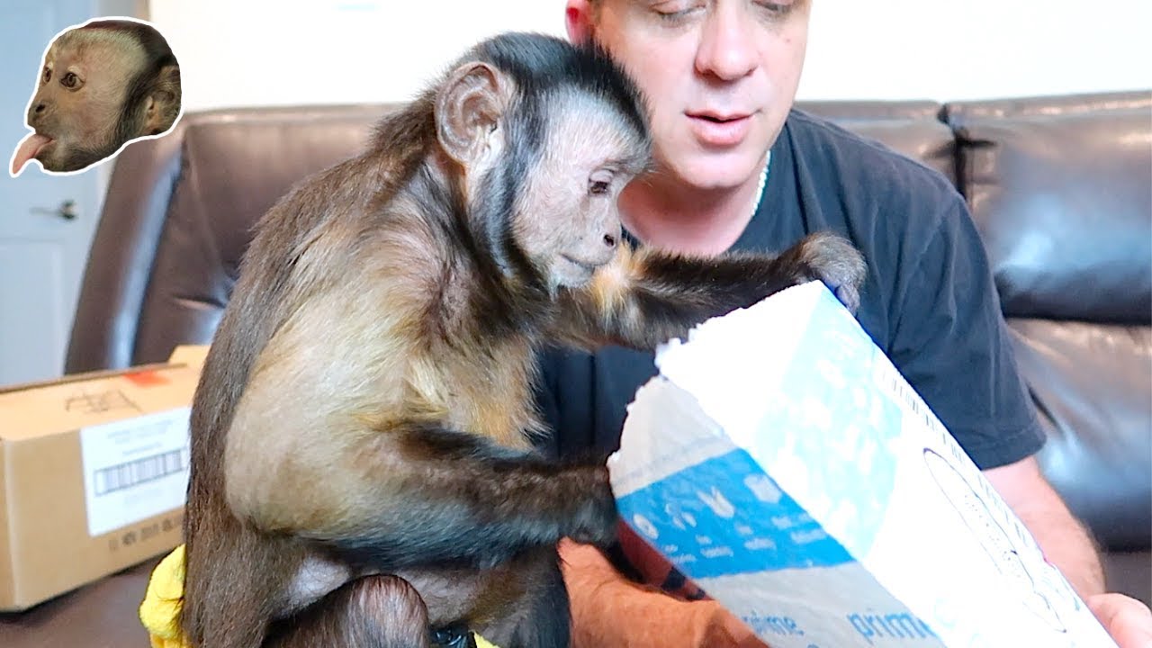 Monkey Monday Mail Time! (ACTIVITY GAMES)