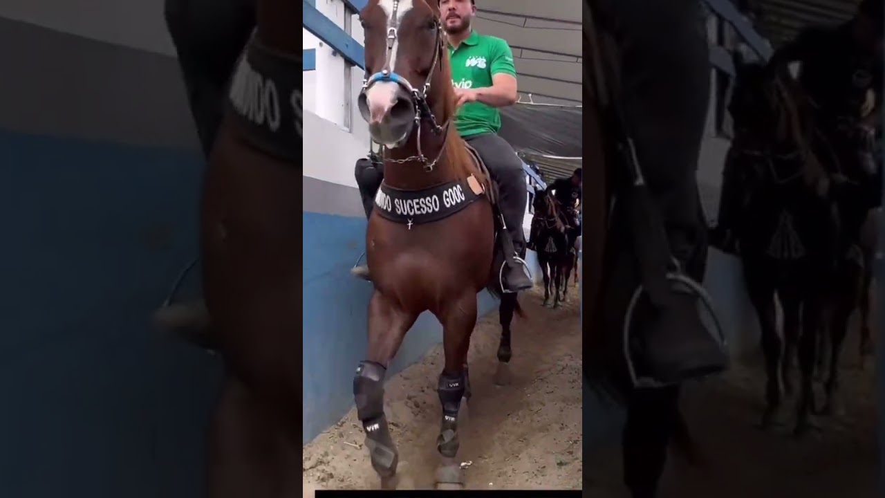 cavalo quarto de milha vaquejada #trend #cavalo #playvaquejada #vaquejada #cavalos #quartodemilha