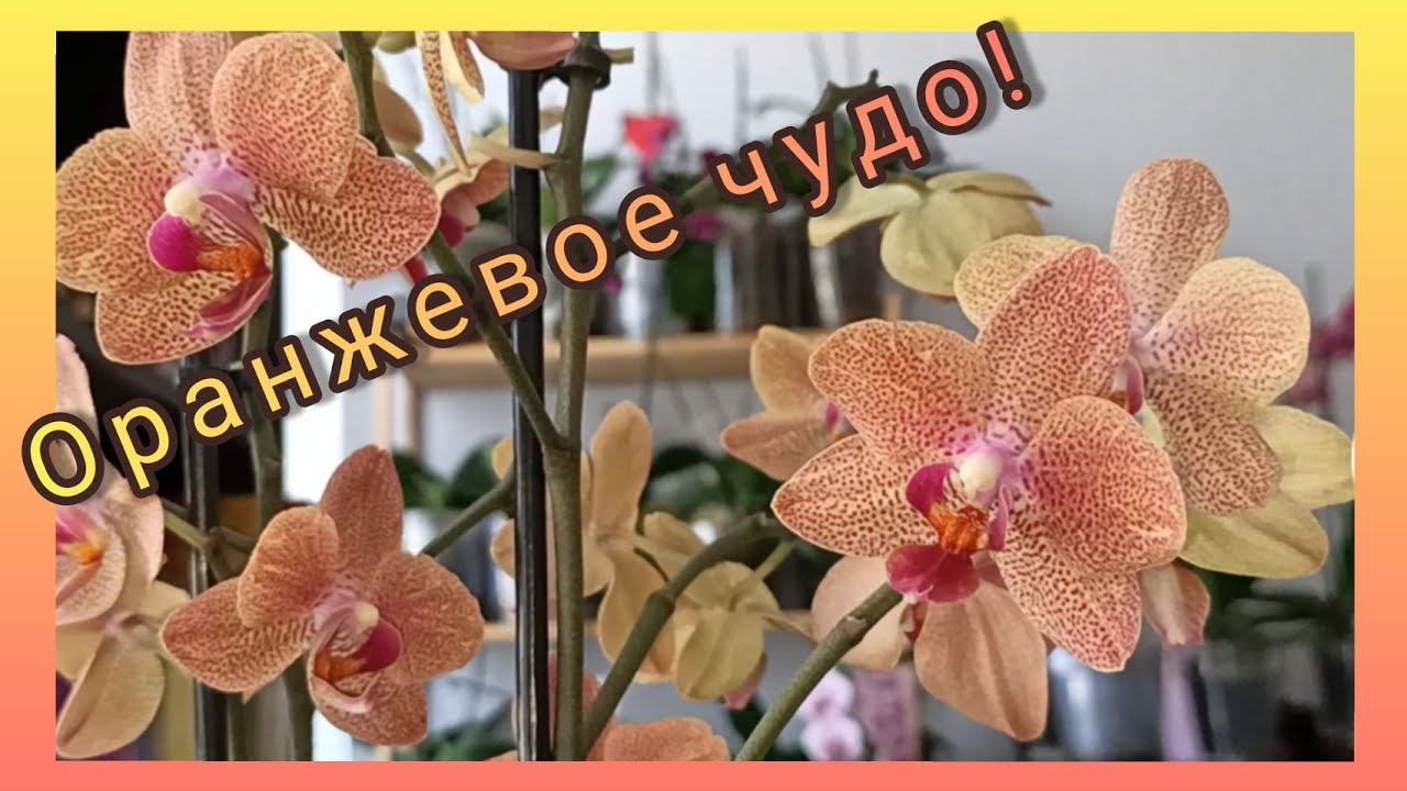 Моя прелестная ароматная новиночка #Sunset_Love !😍🙆