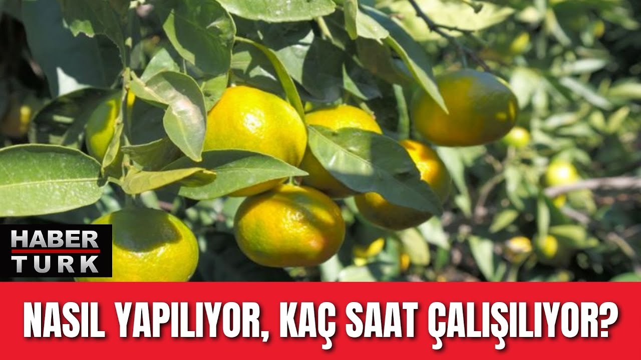 Satsuma mandalinasının yolculuğu
