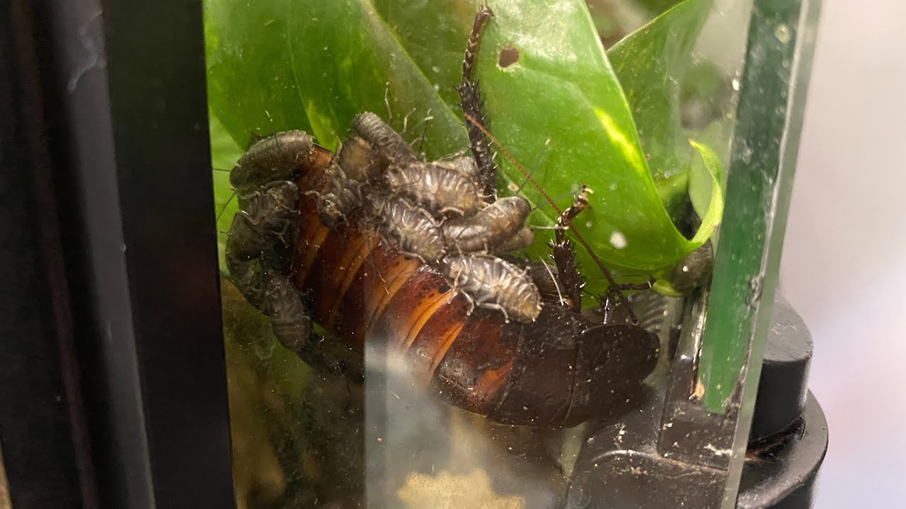 Can Madagascar Hissing Cockroaches Cohabitate with Geckos? | DIY Reptiles
