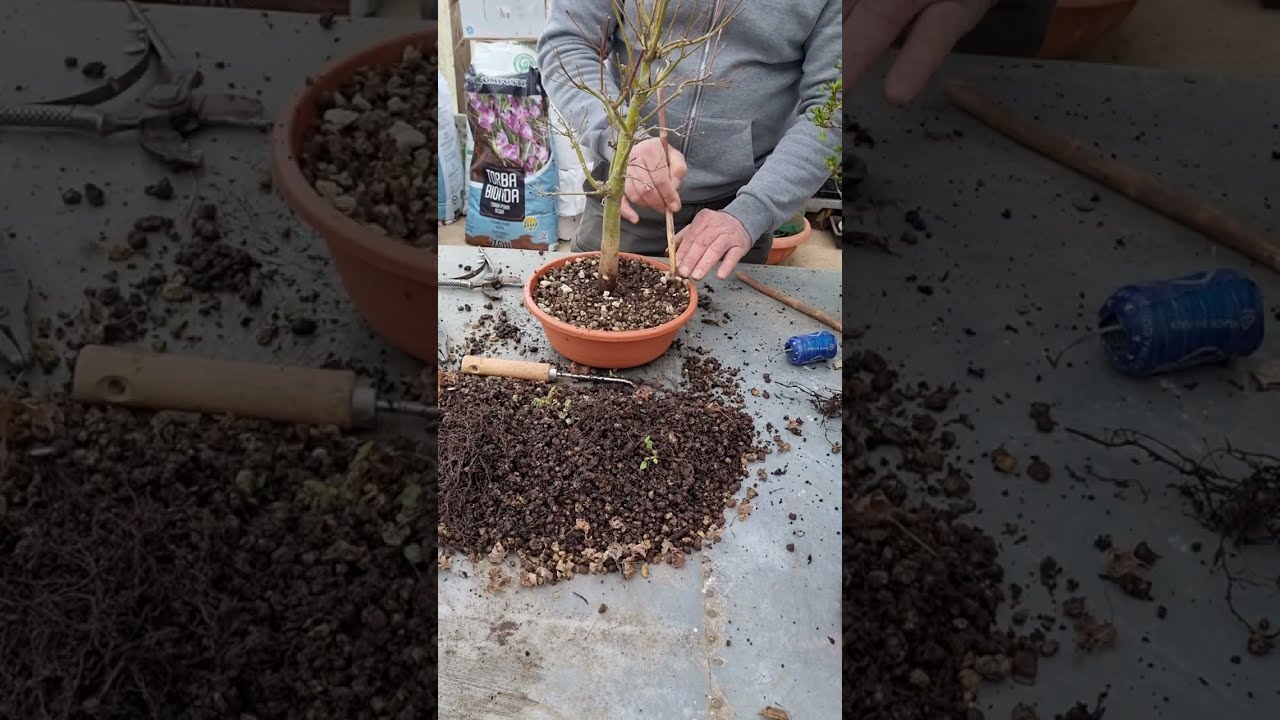 Rinvaso e Potatura Acero katsura | Guida Bonsai