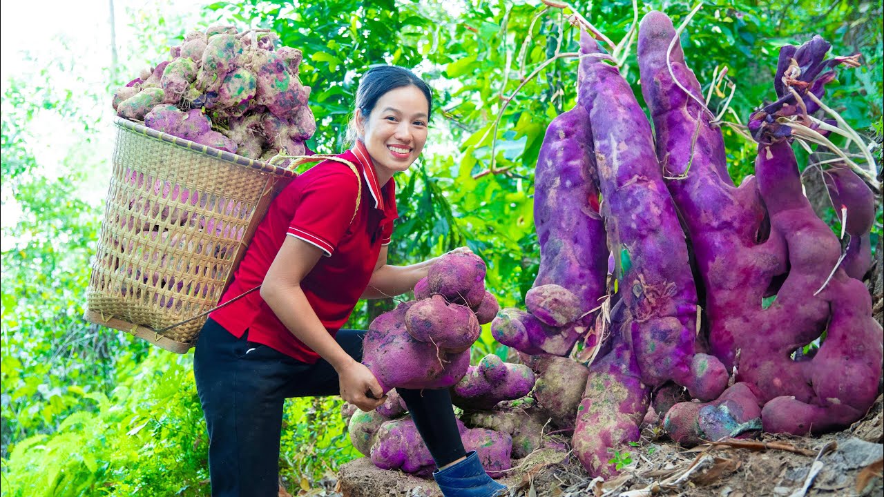 HarvestING Purple Tubers Yam (FOREST TUBERS) - Purple Yam Recipe - Ube Halaya (Filipino Dessert)