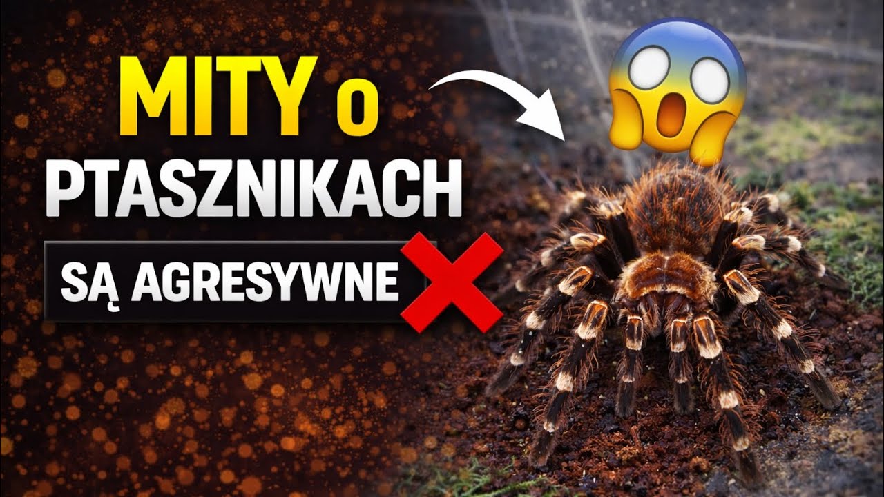 MITY o ptasznikach, w które wszyscy wierzą 🕷️