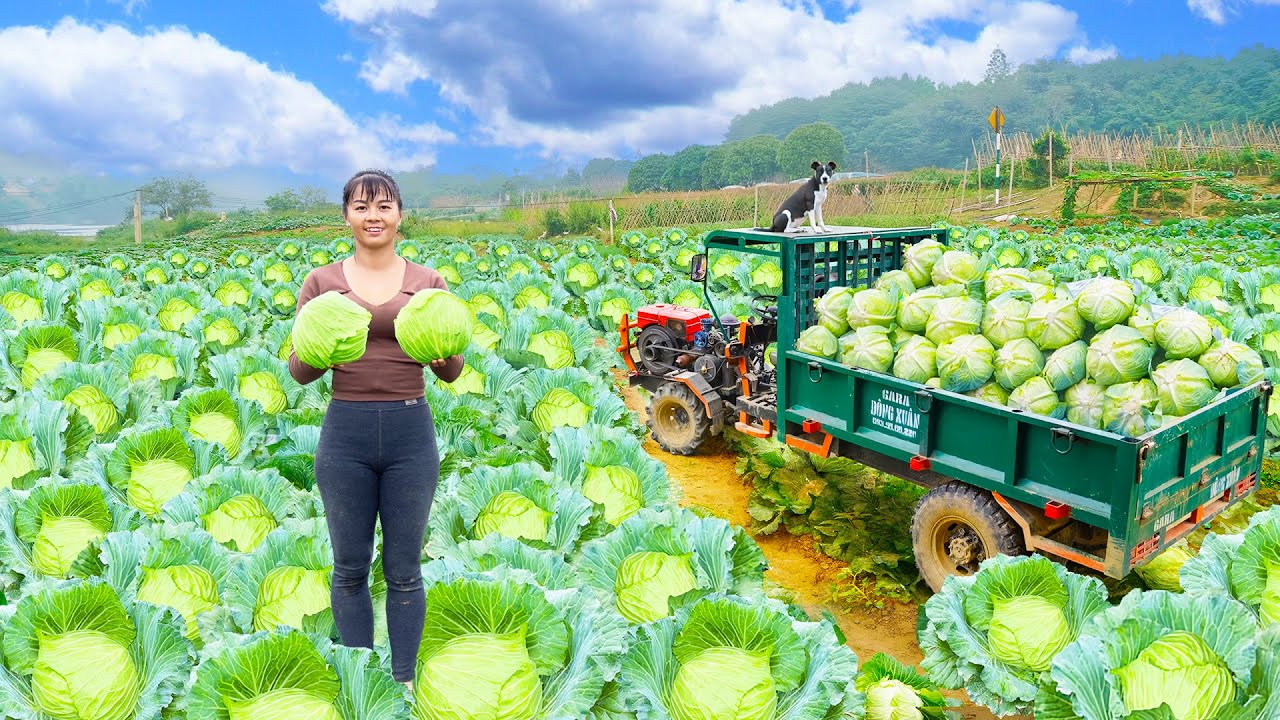 Use 3-Wheeled Vehicle Harvesting Cabbage Goes To The Market Sell - Farm Life | New Free Bushcraft