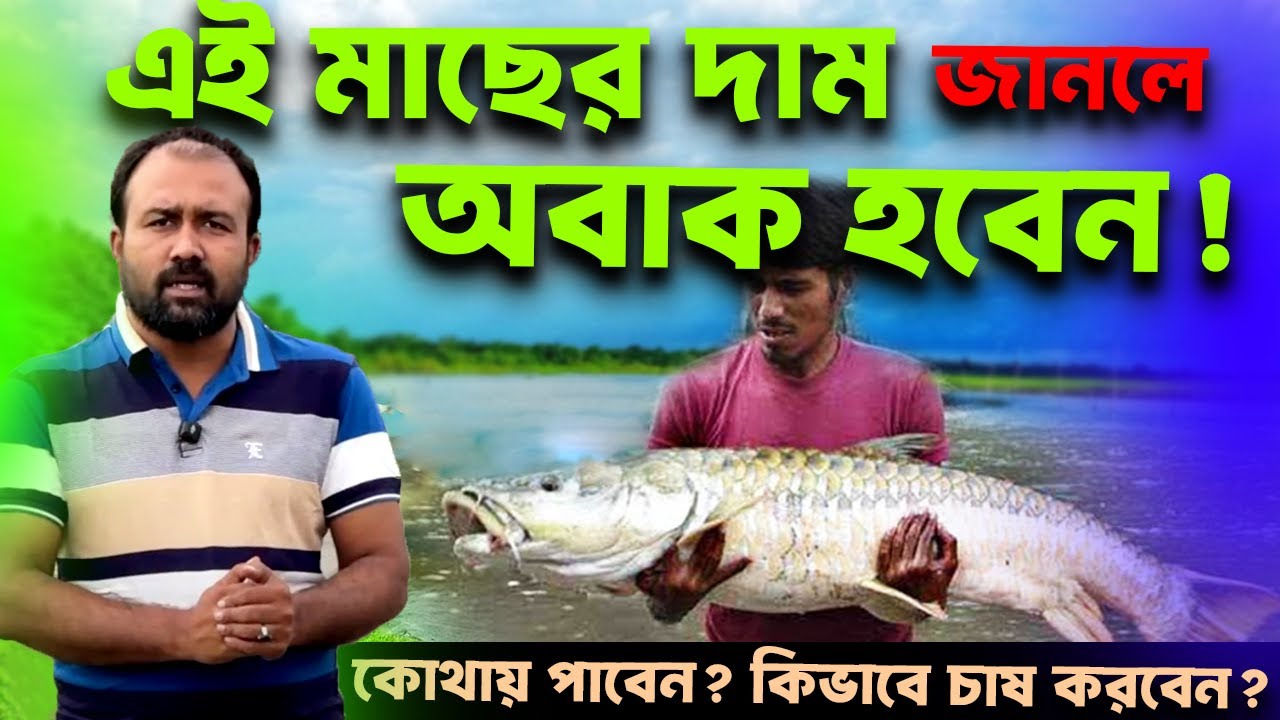 মহাশোল মাছ চাষ | ইউনিক মাছ চাষ পদ্ধতি ও লাভ | Mahseer Fish Farming in Bangladesh