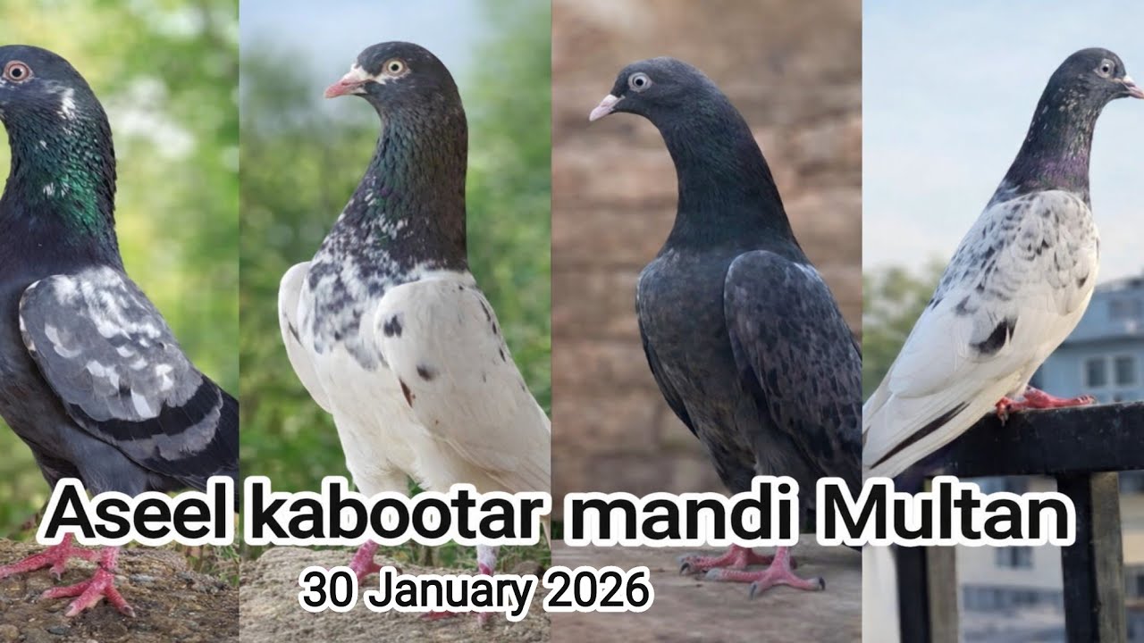 Multan kabootar mandi| multan kabutar mandi | aseel kabootar mandi| multan birds market|