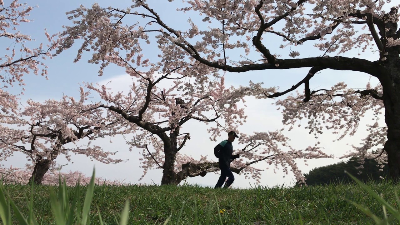 Sakura Hill
