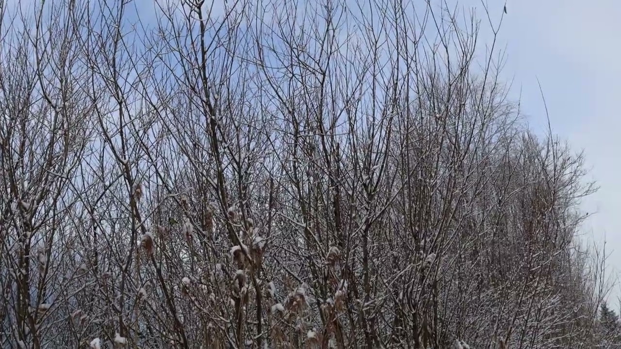 Titmouse Birds