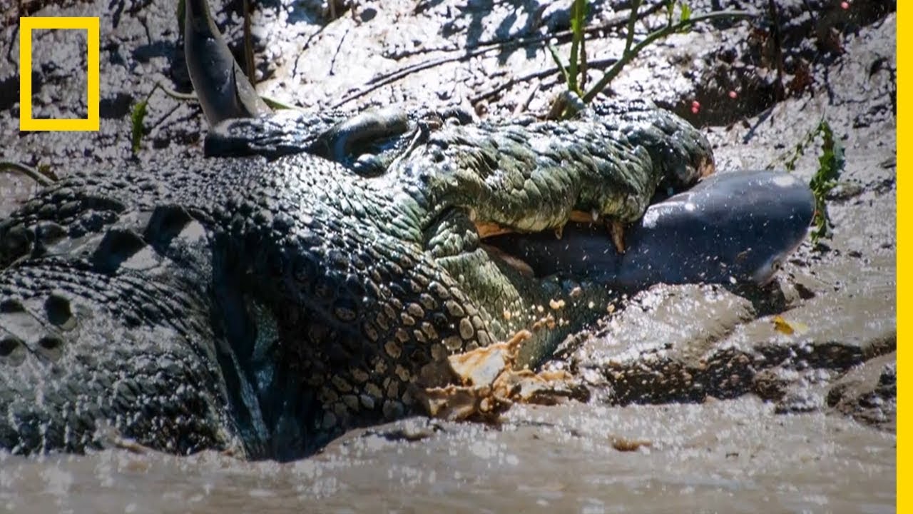 Un crocodile marin attaque un requin bouledogue