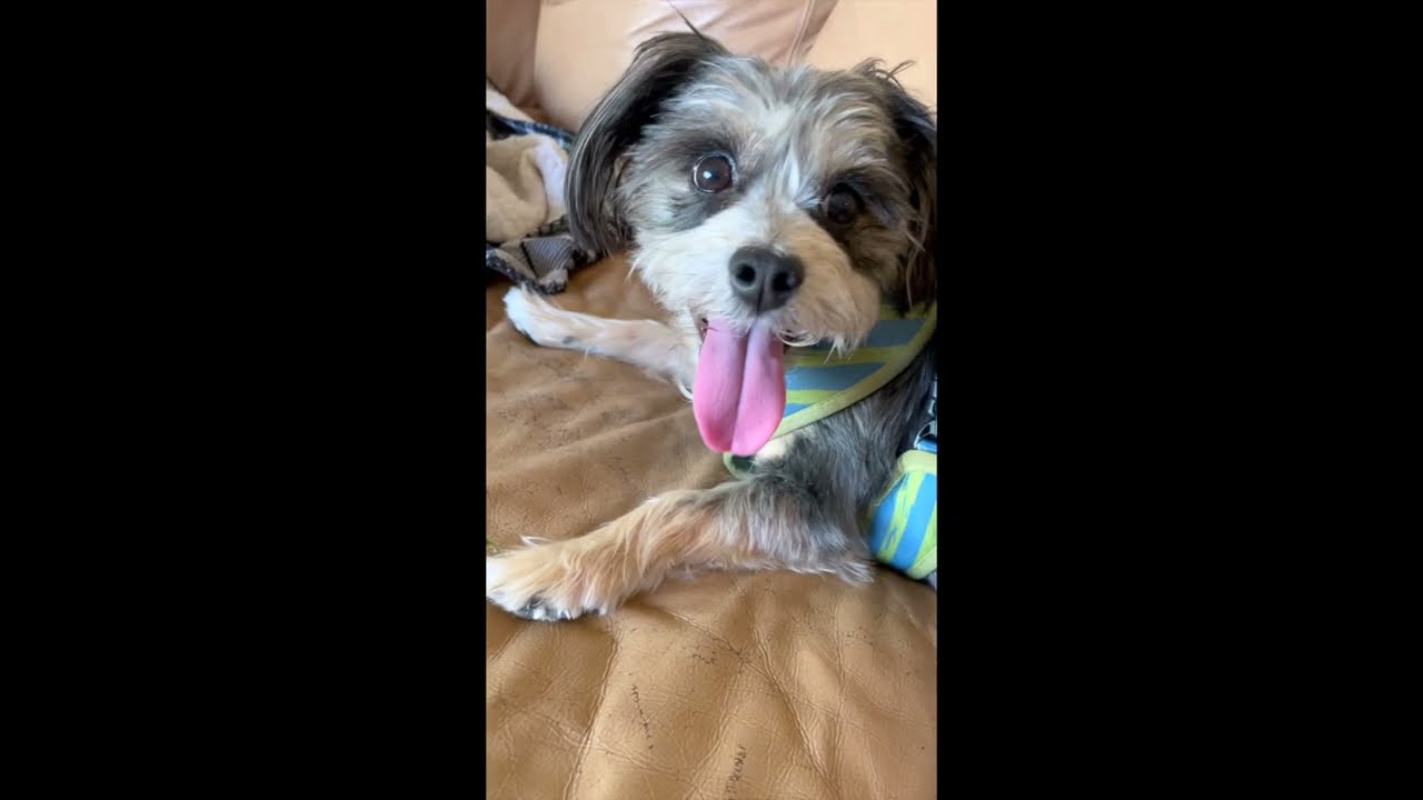 Big Dog Movie of Bentley. Barking for Burgers and Hot from a Walk.