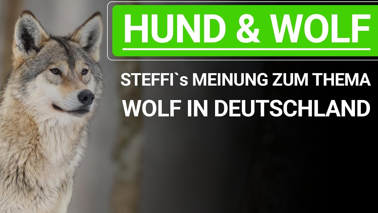 🐕🐶 Hund und Wolf ➡️ Stephanie Salostowitz Meinung zum Thema Wolf in Deutschland 🐕🐶✔️