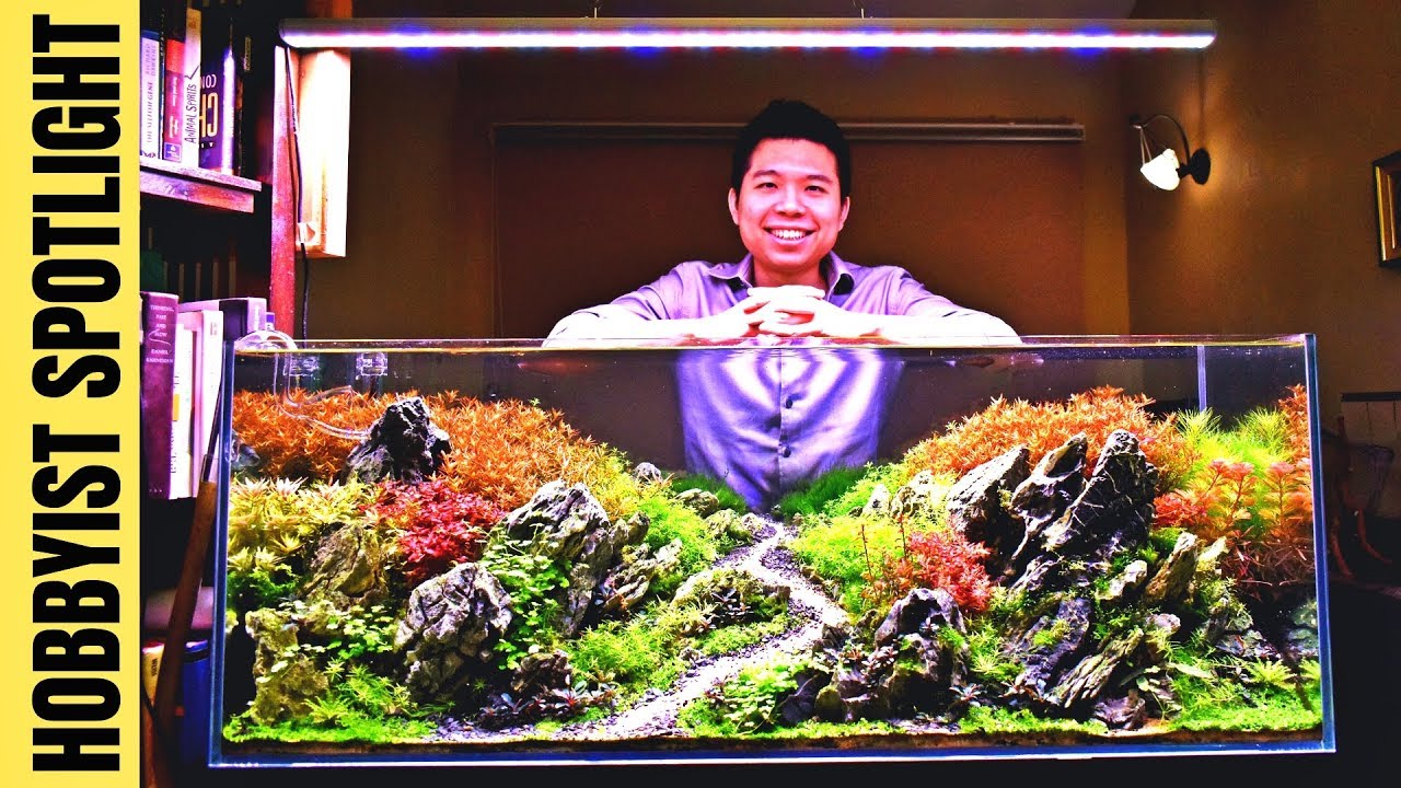 SINGAPORE PLANTED TANK LEGEND: Dennis Wong on Aquascaping Styles, Beginner Tips & MORE!