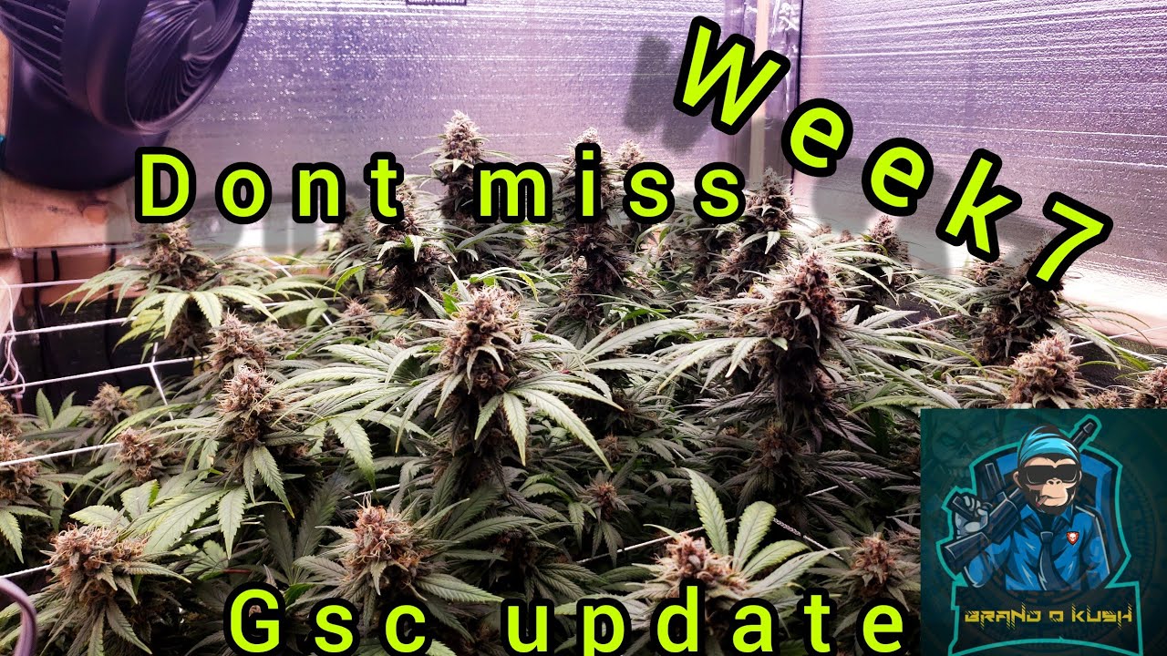 Indoor grow. Gsc weeks 5 through 7 quick update