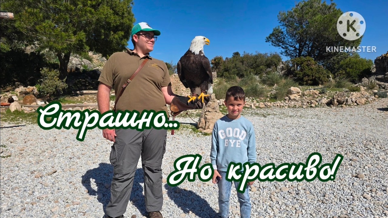 ПОДНЯЛИСЬ НА ВЕРШИНУ С 6-ЛЕТНИМ ВНУКОМ И ШОУ ХИЩНЫХ ПТИЦ #отдыхсдетьми #benalmadena #travelspain