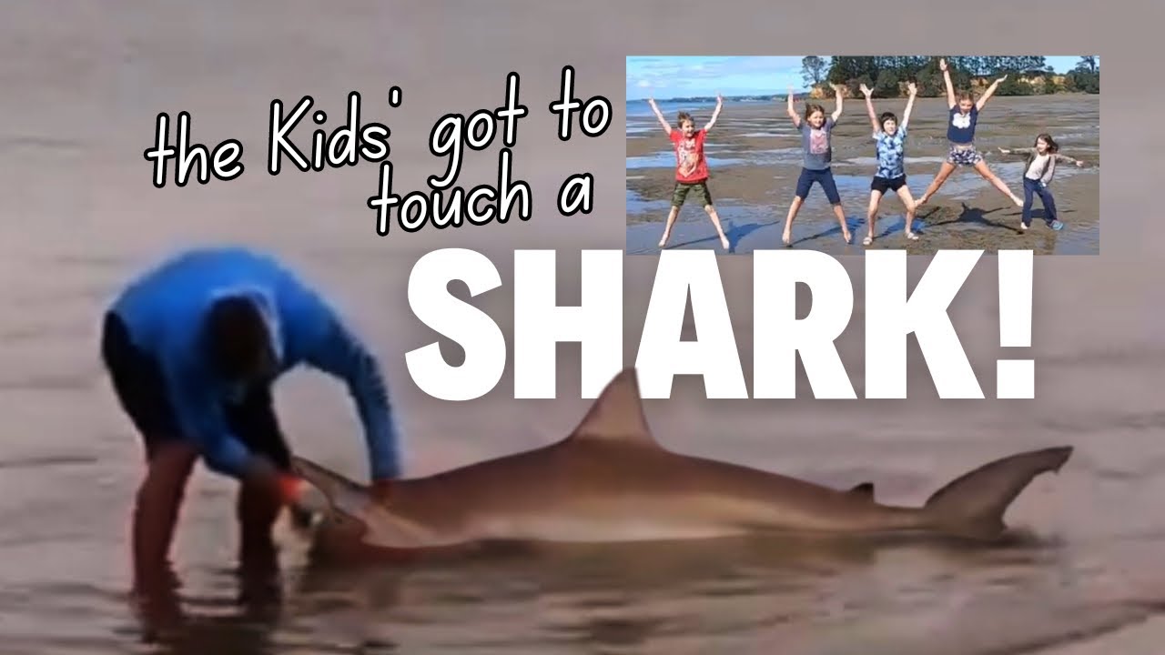 Touching a SHARK at Grahams Beach | Life in a House Truck
