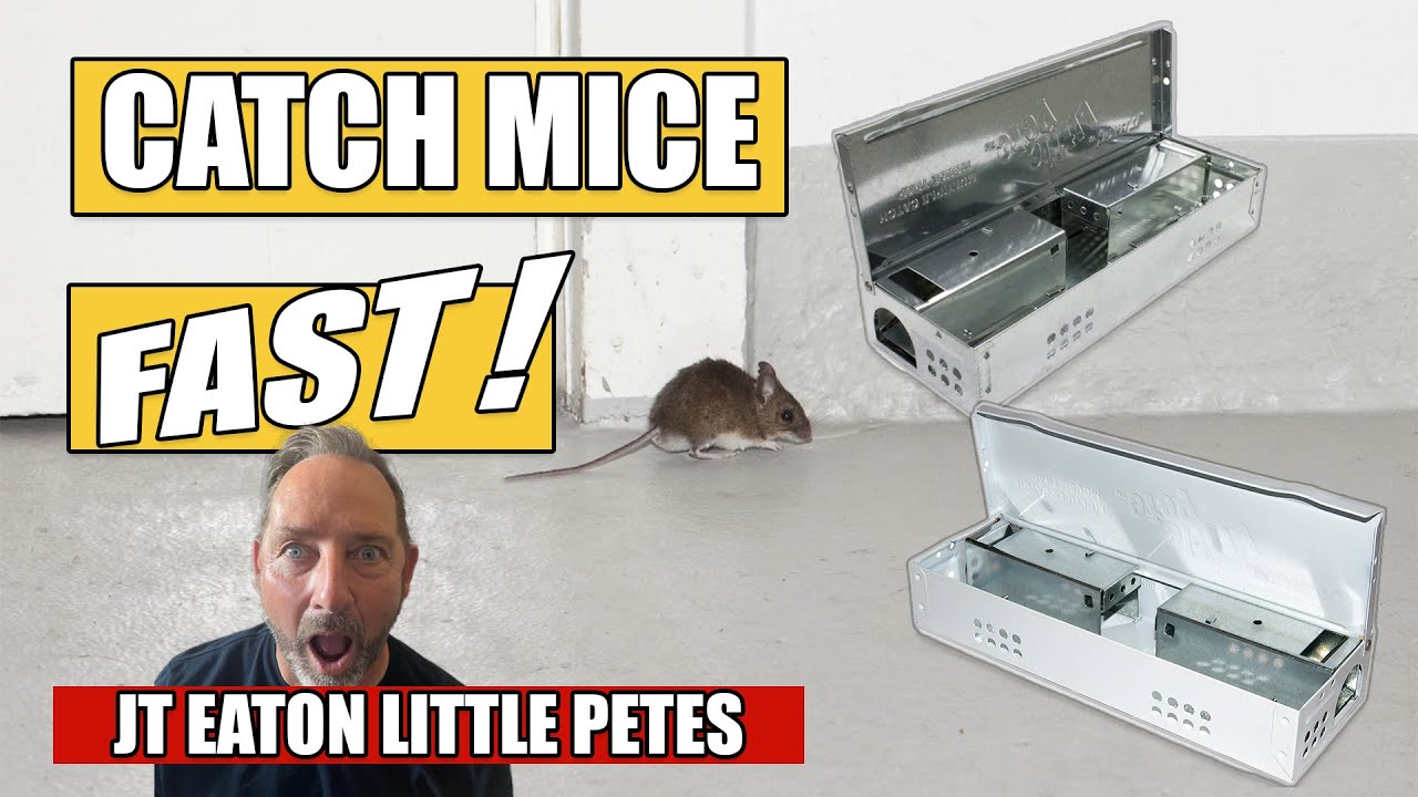 How to Use the JT Eaton Little Pete Mouse Trap | Catch Mice FAST (Pro Tips)