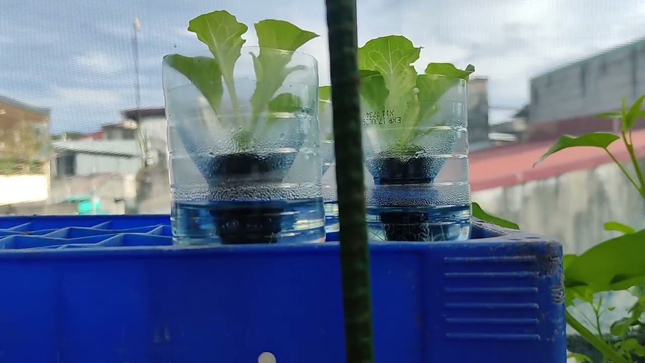 Video#3: easy hydroponics 101, Batch3