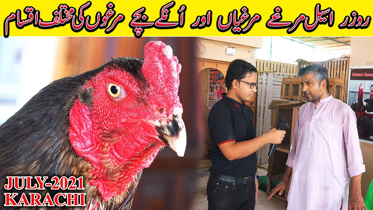 Rooster and Hen Rozar Aseel Setup July 2021 Full Informative about Rooster Breeds