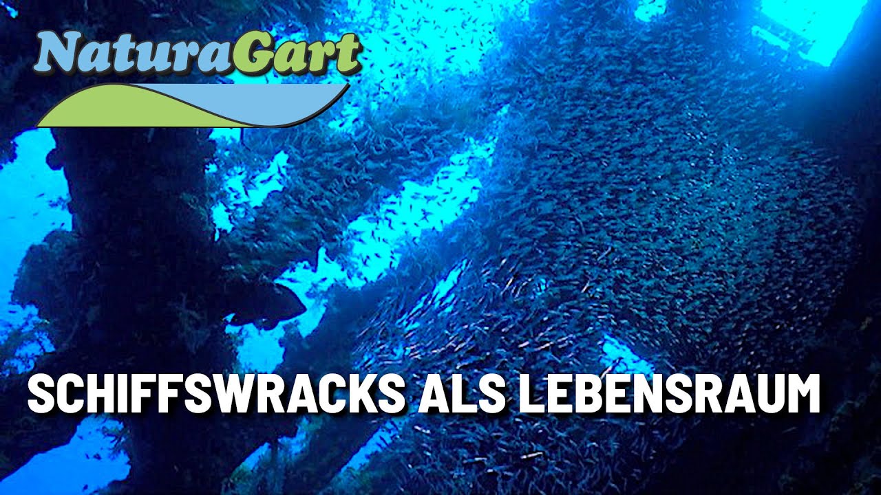 Schiffswracks und Vielfalt