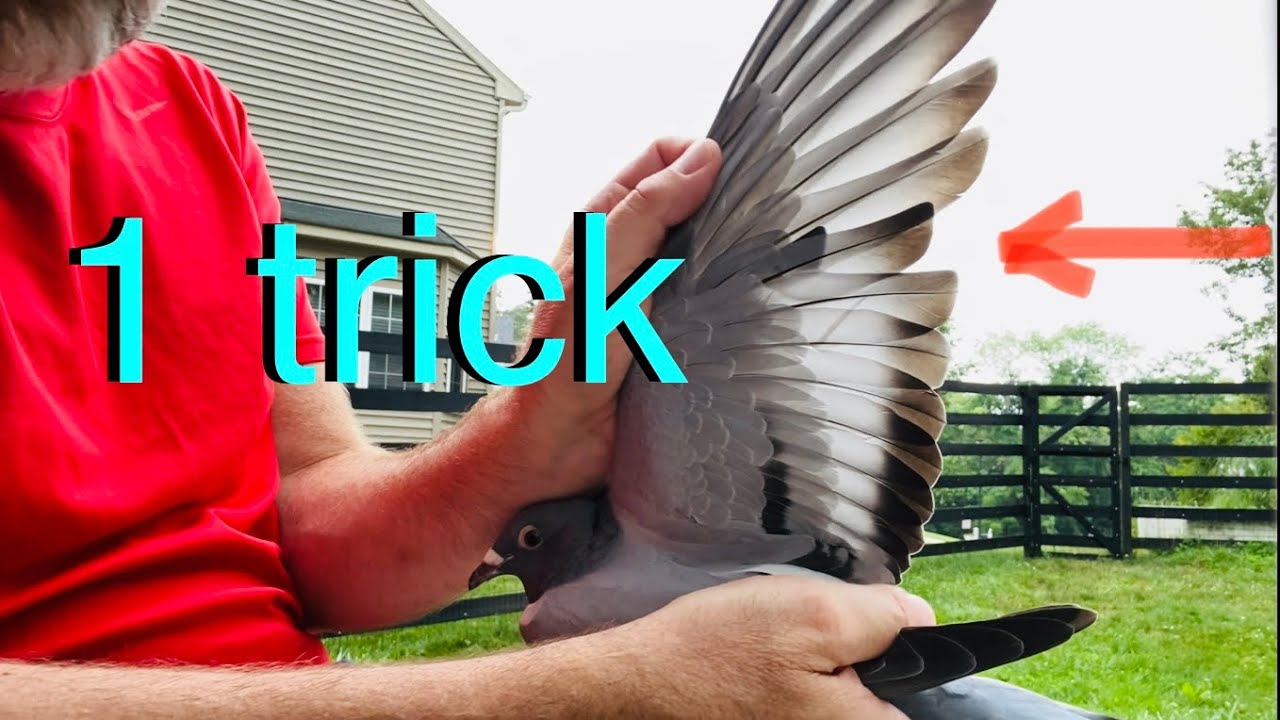One trick to help settle older young racing pigeons