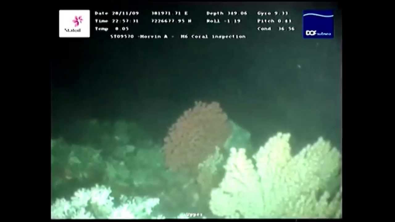 A Time Series Study of Lophelia pertusa and Reef Megafauna Responses to Drill Cuttings Exposure...