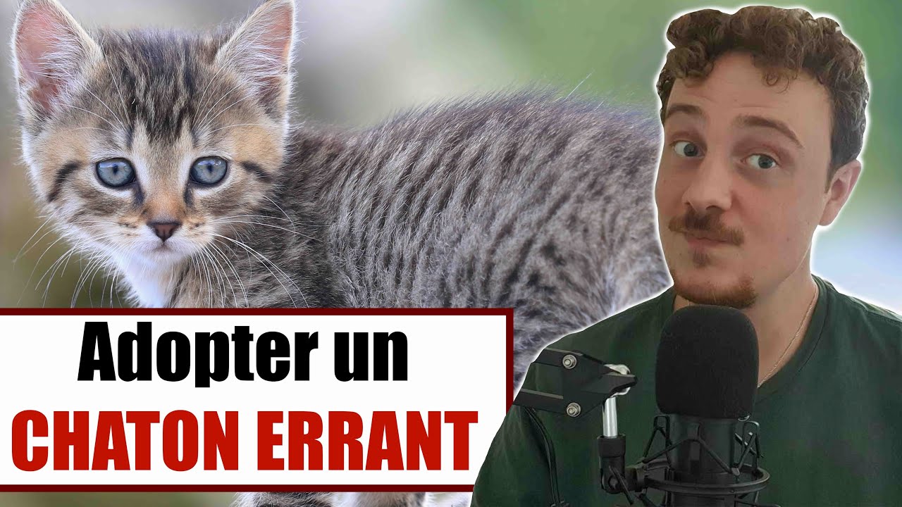 Adoption d'un Chaton Errant : Mon Experience !