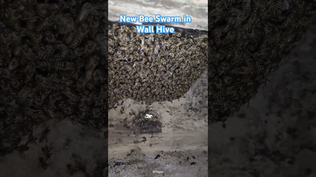 New Swarm in Wall Hive | Apis Cerana Bees