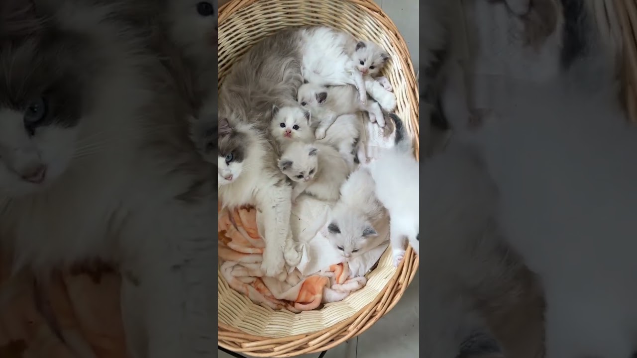 🐱 Kitty Family Adventures: The Cutest Moments Caught on Camera! 🐾❤️ #cat #pets#cutespets