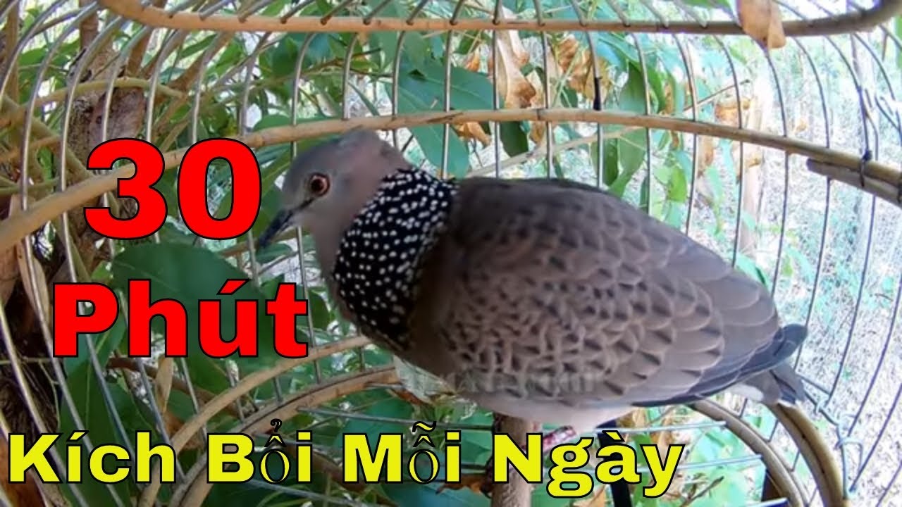 Kích mồi tập bổi chim cu gáy 30 phút mỗi ngày. #33/2021.