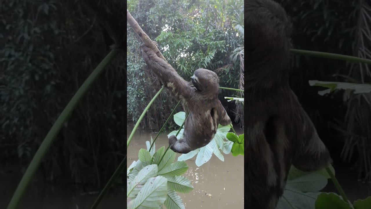 Good Sloth