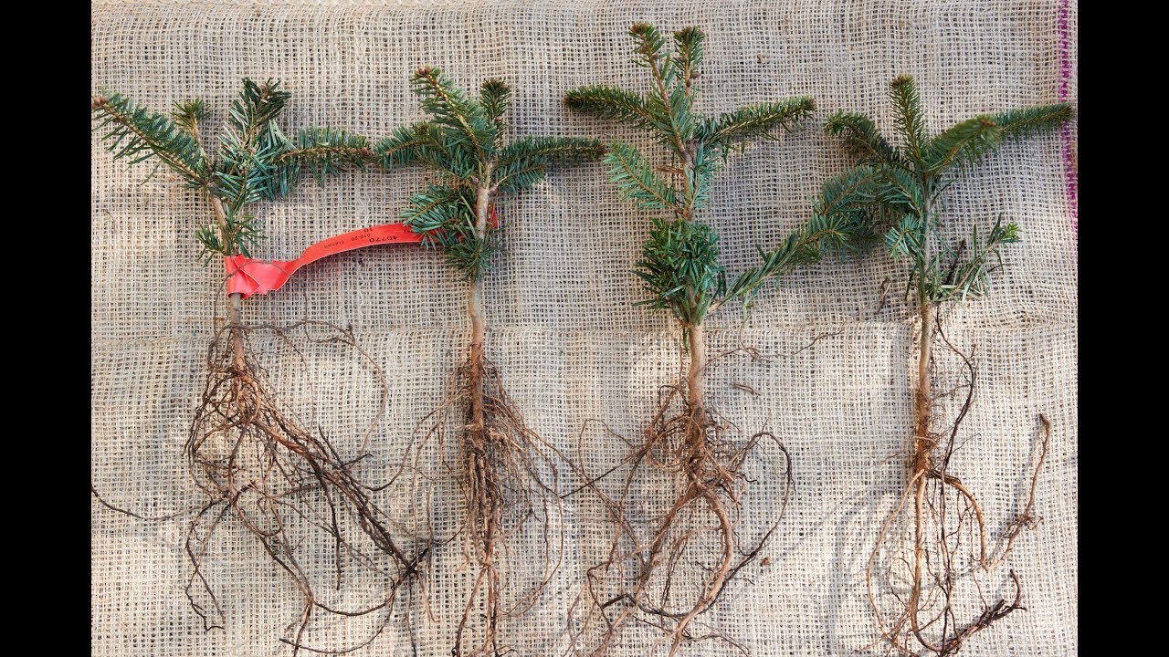 Injertos en coníferas - Decogarden