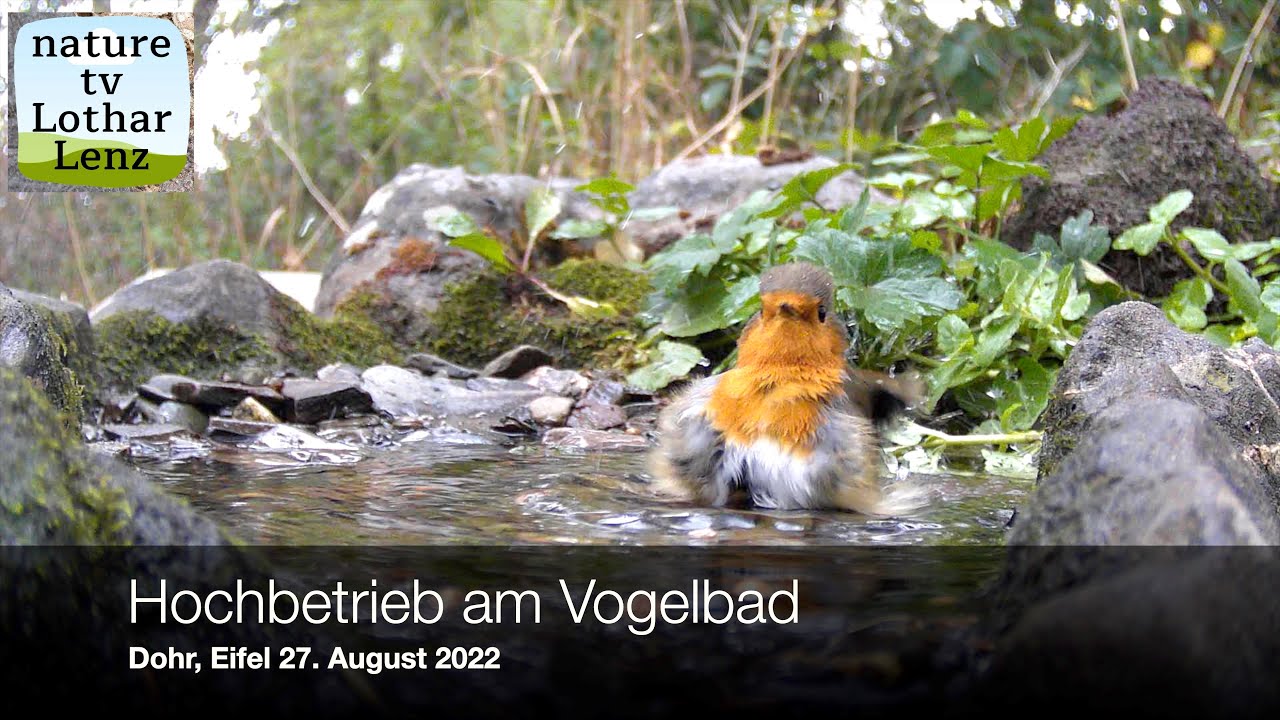 Hochbetrieb am Vogelbad. Dohr, Eifel 27. Juli 2022