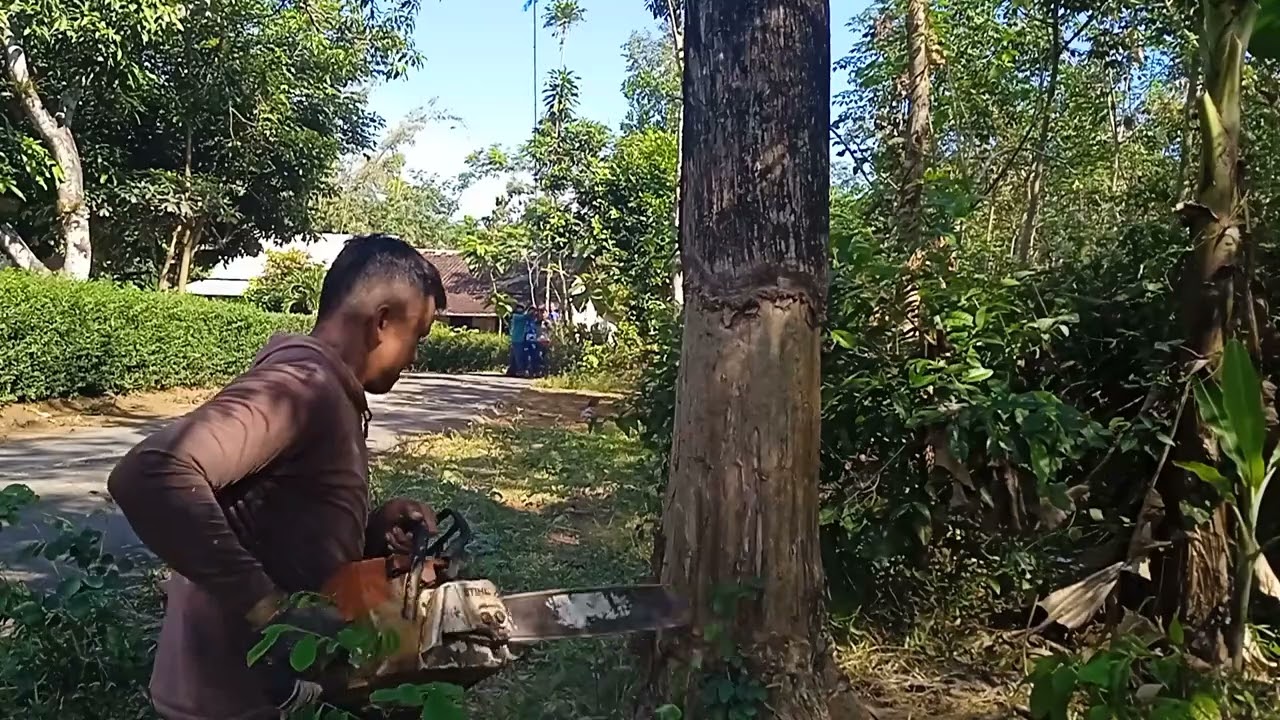 Tebang kayu jati super di pinggiran jalan