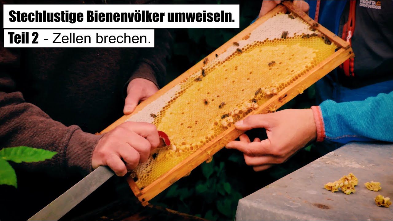 Stechlustige Bienenv&ouml;lker umweiseln - sanftm&uuml;tige K&ouml;niginnen sollen her - Teil 2 - Zellen brechen.