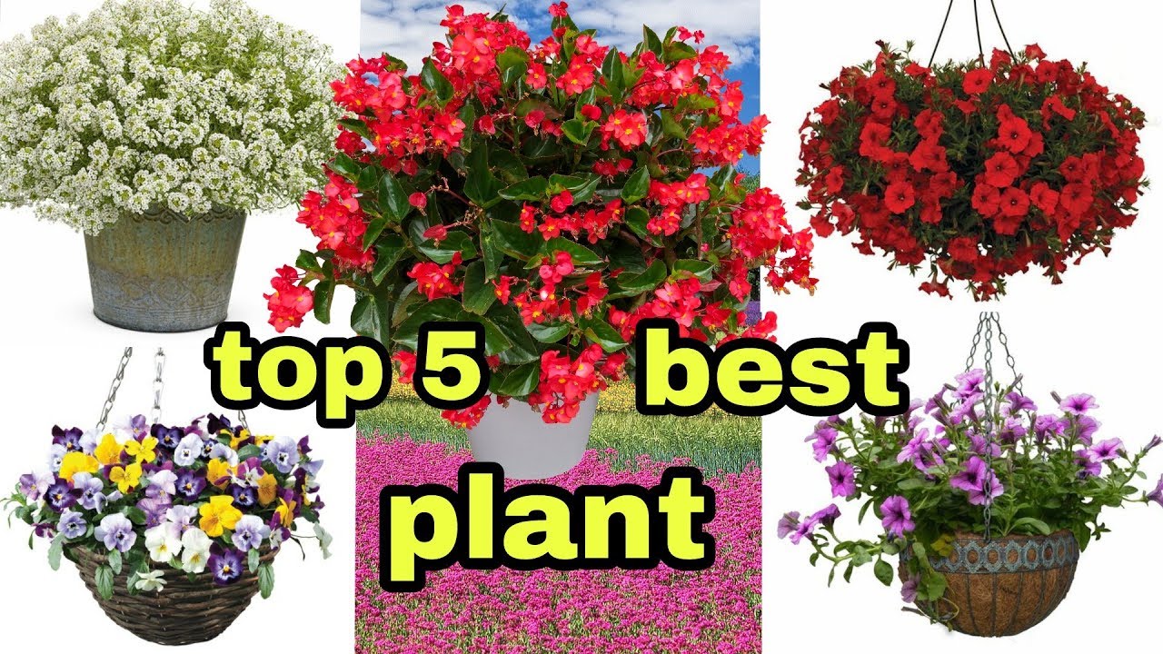 सर्दियों में लगाने वाले 5 बेस्ट हैंगिंग बास्केट पौधे ! best hanging basket plants for winter season