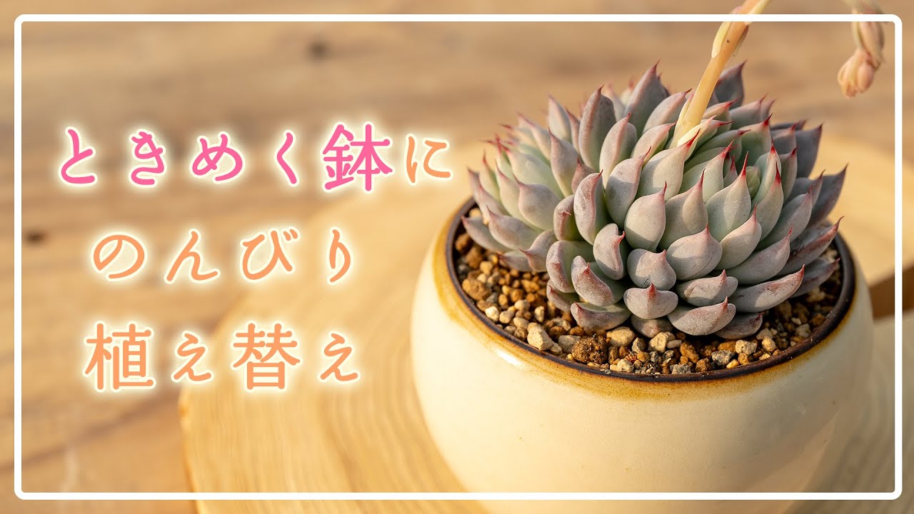 この世でたった一つ！自分だけの組み合わせ☺️