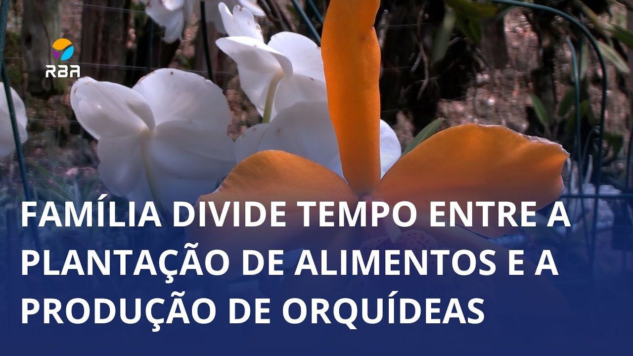 A cor e a beleza das flores