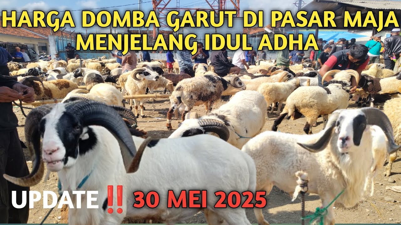 UPDATE‼️HARGA DOMBA GARUT DI PASAR HEWAN MAJA MENJELANG IDUL ADHA