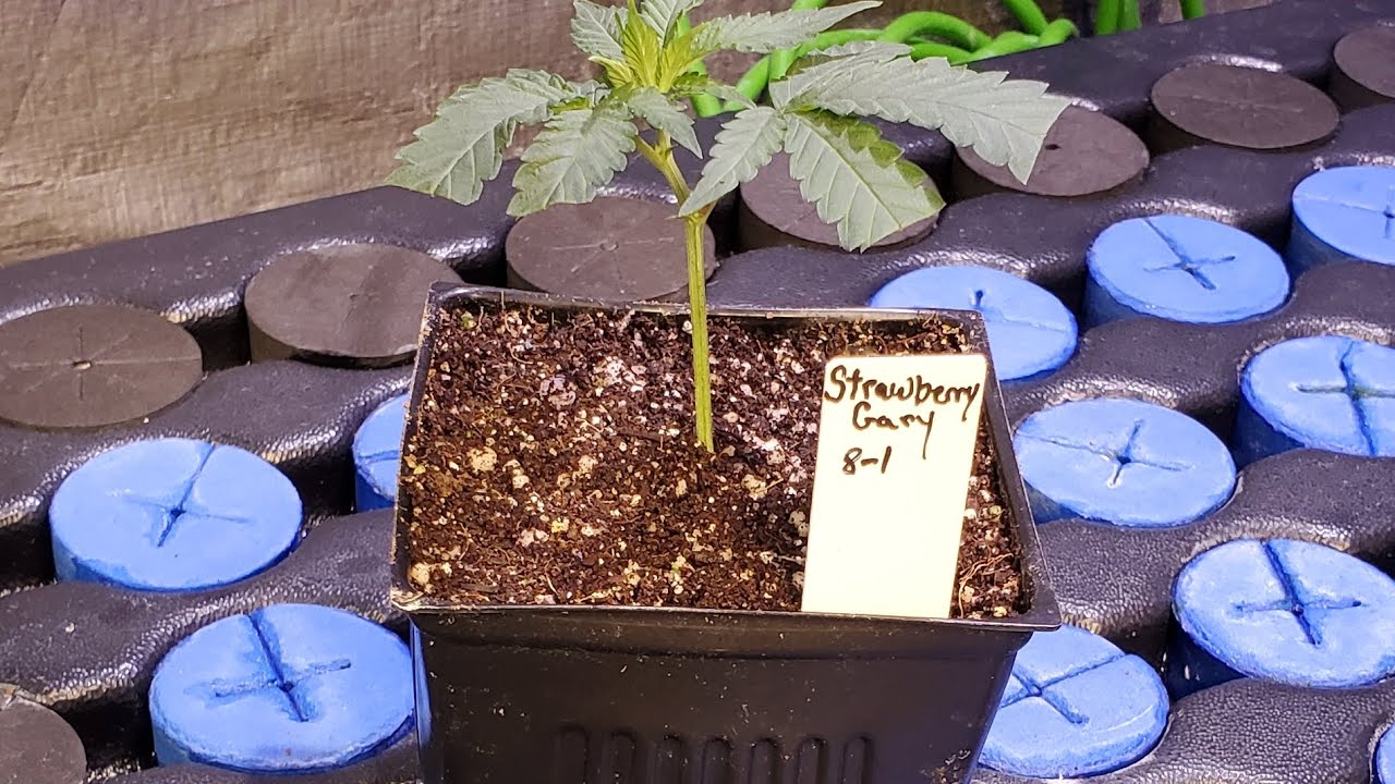 clone off on strawberry 🍓 gary!!!