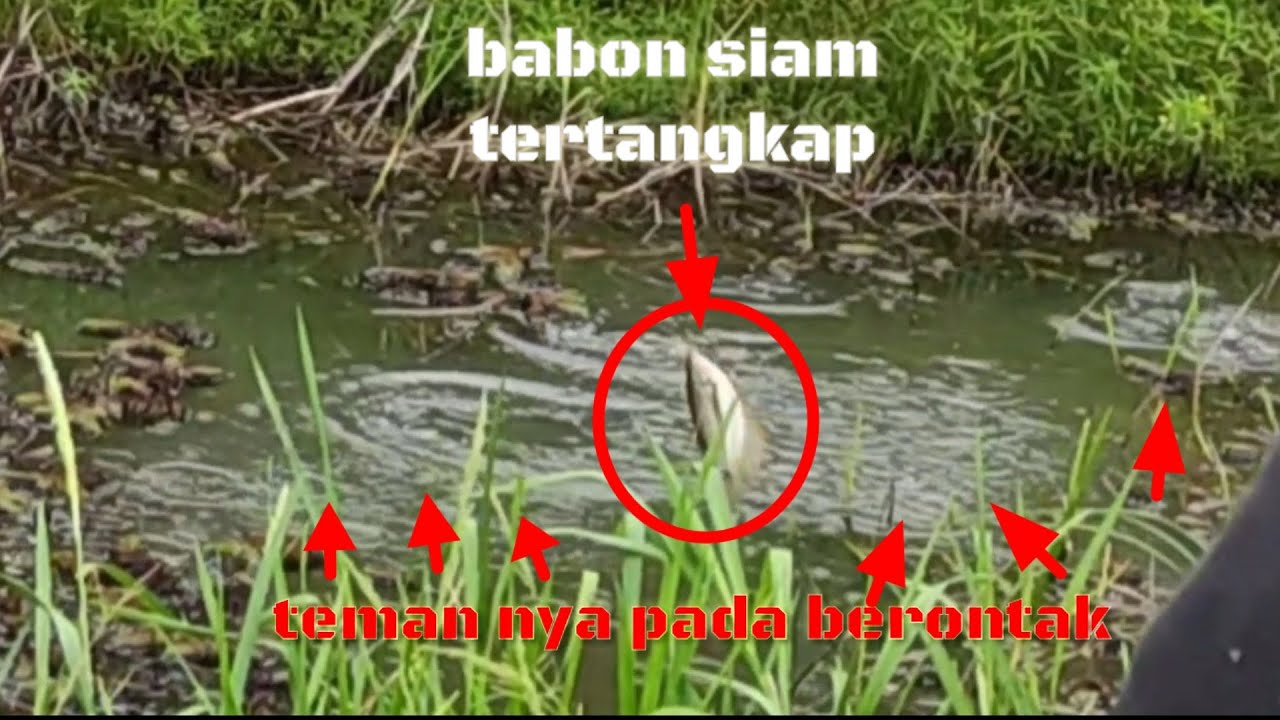 mancing sepat siam babon pakai umpan kroto/telur semut