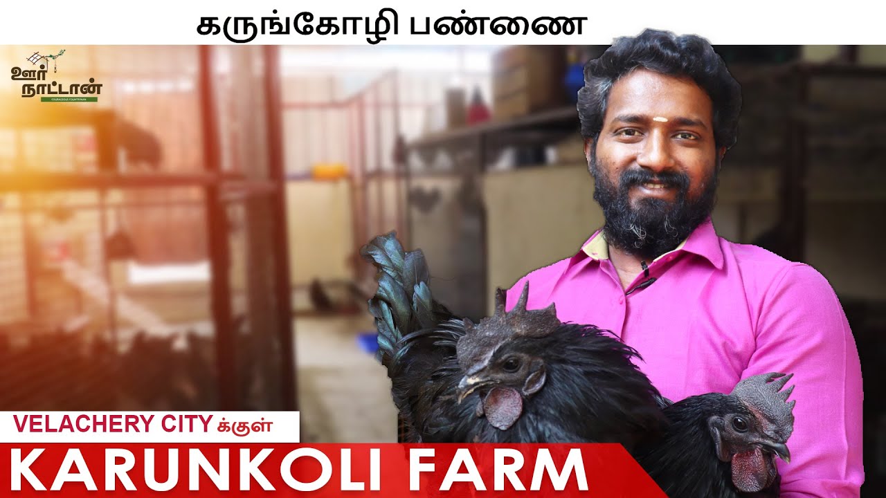 சென்னை City-க்குள் கருங்கோழி பண்ணை | Kadaknath Hen Farm | Oor Naattan