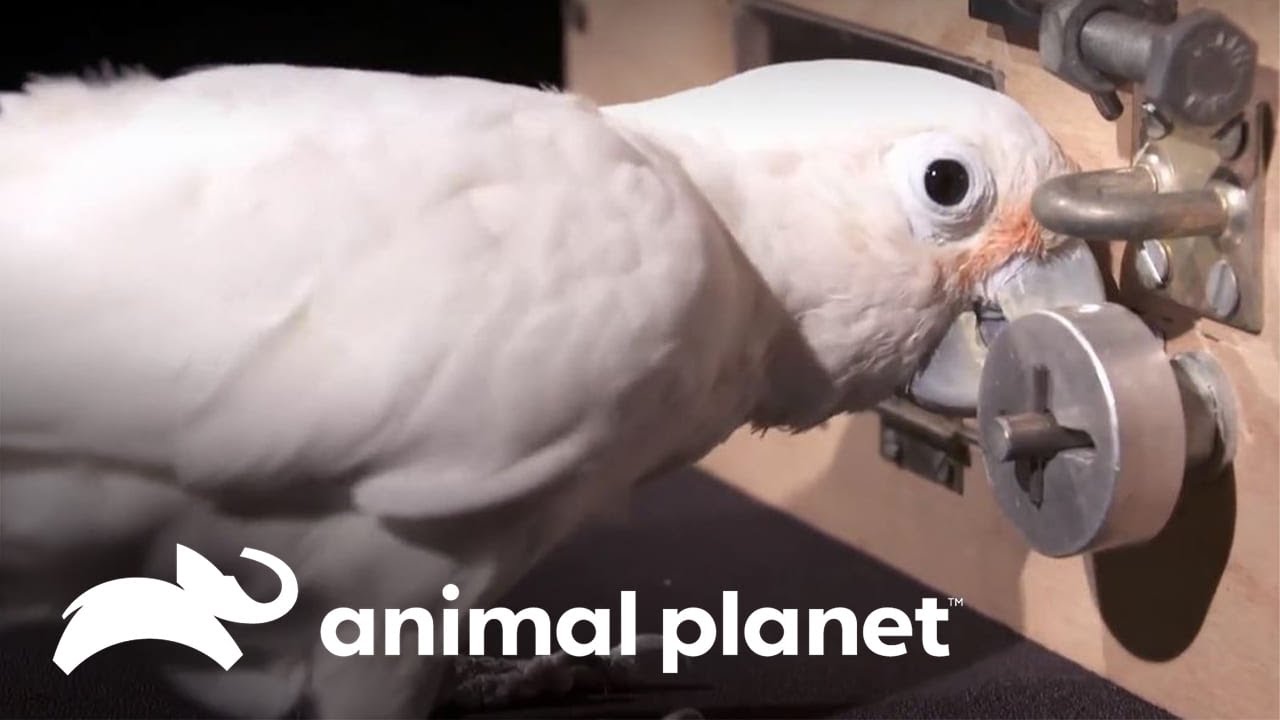 Los loros y su asombrosa inteligencia | Los Secretos del Mundo Animal | Animal Planet Latinoamérica