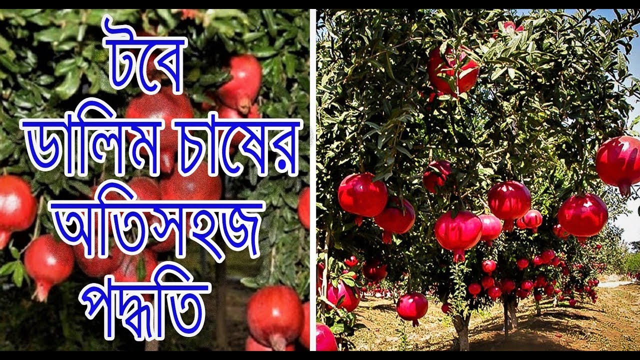 টবে ডালিম চাষ করার অতিসহজ পদ্ধতি / easiest method to grow dalim  / pomegranate at small container