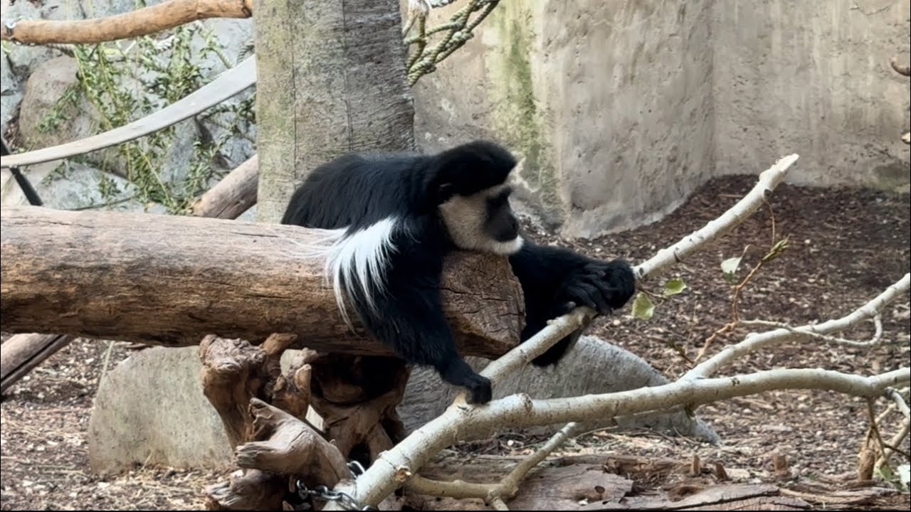 Calgary Zoo Tour | Alberta | Canada