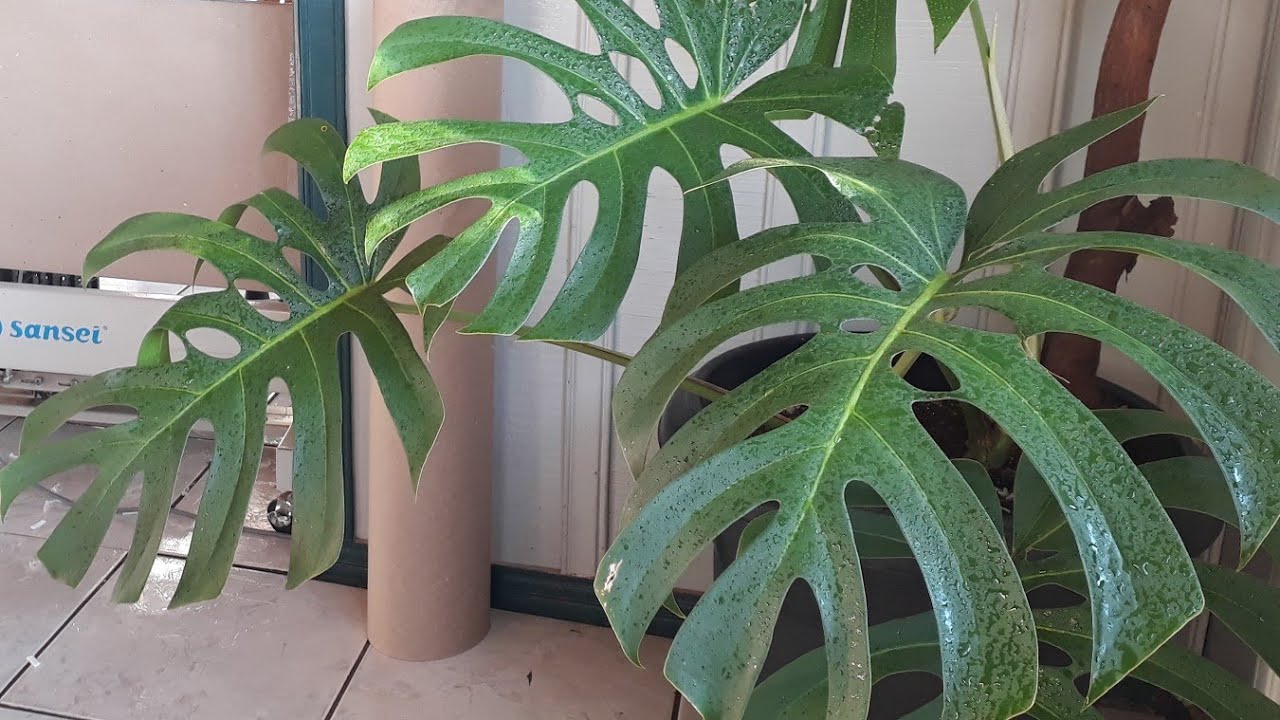 PLANTAS que estão dentro de CASA